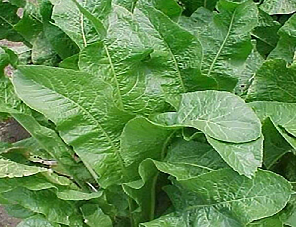 Agroinfo | Medijski portal